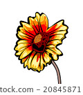 Vector Illustration of the  Gaillardia. 20845871