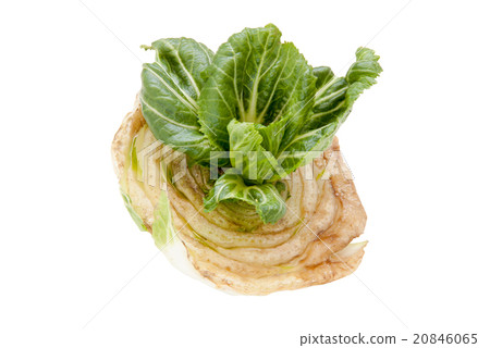 Chinese cabbage Chinese cabbage 20846065