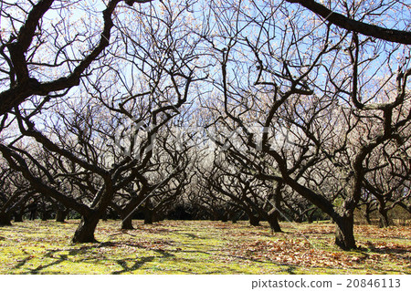Akatsuka Tameke park 20846113