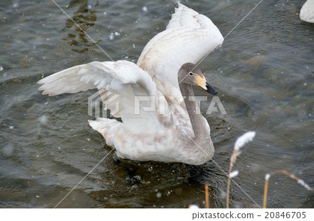 天鵝 20846705