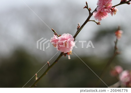 梅花在春天的光芒中閃耀 梅花在春天的光芒中閃耀 20846776