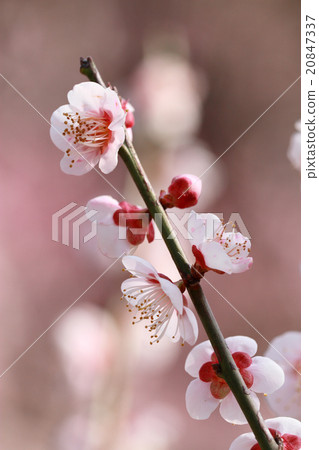 梅花（鷹出） 20847337