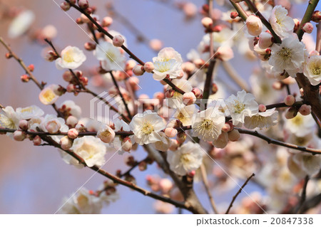 梅花（內背） 20847338