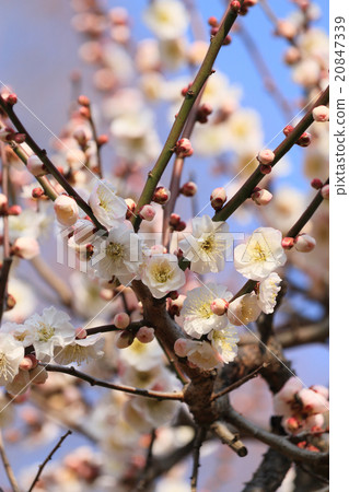 梅花（內背） 20847339