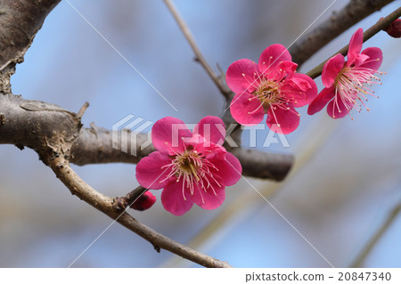 梅花（夏裝） 20847340