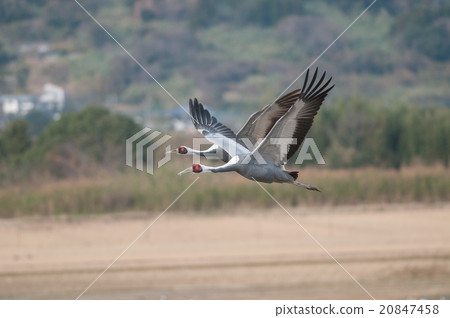 Mana crane of flying water Mana crane of flying water 20847458