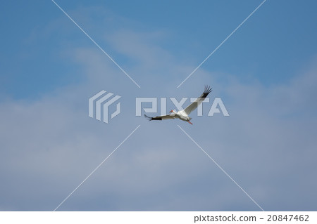 Sodogro crane that flew to Tokushima Naruto Sodogro crane that flew to Tokushima Naruto 20847462