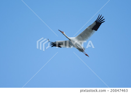 Flight of the Wandering Sodogrozuru 20847463