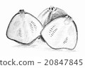 Pencil drawing by the bush pumpkin or squash 20847845