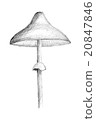 Original pencil drawing by the mushroom. 20847846