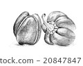 Original pencil drawing by the pepper. 20847847
