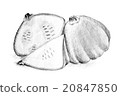 Pencil drawing by the bush pumpkin or squash 20847850