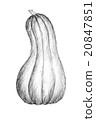 Pencil drawing by the bush pumpkin or squash 20847851
