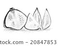 Pencil drawing by the bush pumpkin or squash 20847853