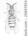 Original pencil drawing by the wasp. 20847854
