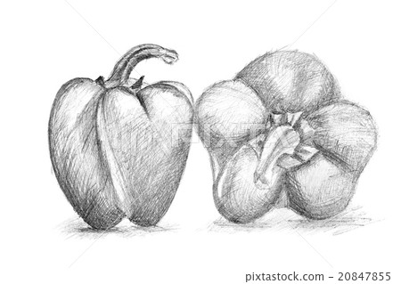 Original pencil drawing by the pepper. Original pencil drawing by the pepper. 20847855