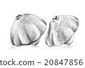 Original pencil drawing by the bush pumpkin. 20847856