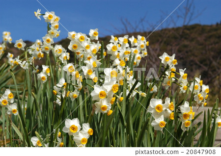 Narcissus 20847908