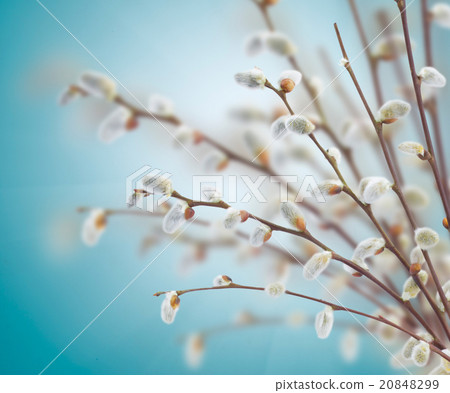 willow twigs with catkins 20848299