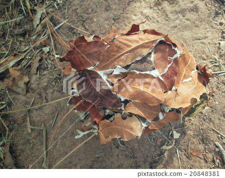 Ants nest with leaves Ants nest with leaves 20848381