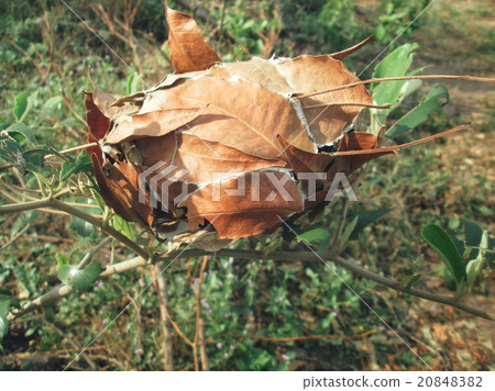Ants nest with leaves Ants nest with leaves 20848382