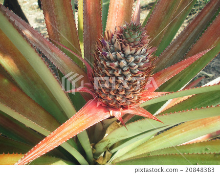 pineapple tree 20848383