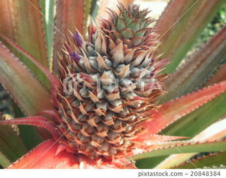 pineapple tree pineapple tree 20848384