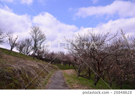 Ume plum Ume plum 20848628