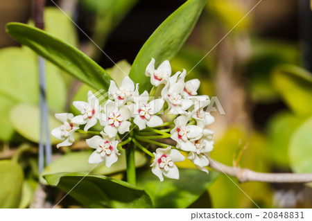 Hoya flowers 20848831