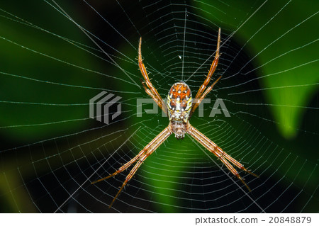 Spider on the web Spider on the web 20848879
