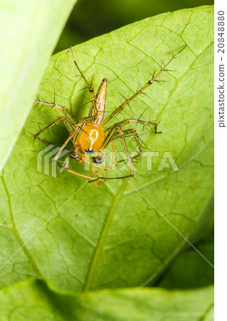 Jumping spider on green leaf Jumping spider on green leaf 20848880