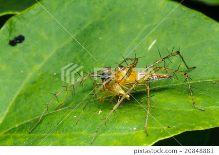 Jumping spider on green leaf Jumping spider on green leaf 20848881