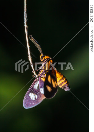 insect on leaf grass insect on leaf grass 20848883