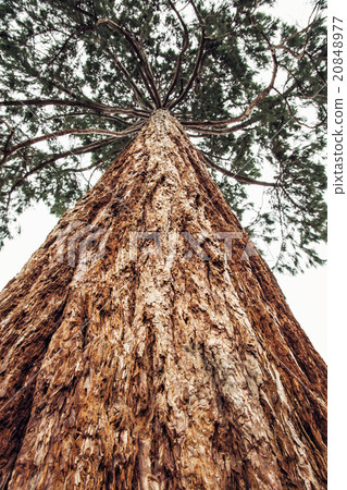 Sequoia redwoods tree - Sequoiadendron giganteum Sequoia redwoods tree - Sequoiadendron giganteum 20848977