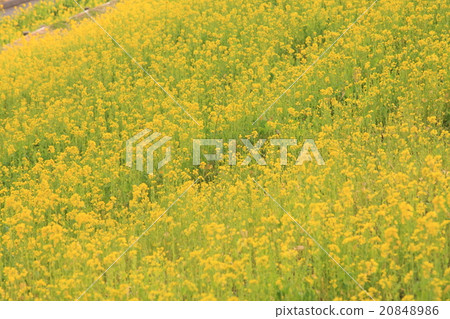 千葉油菜花田的形象(照片) 千葉油菜花田的形象(照片) 20848986