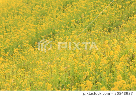 千葉油菜花田的形象（照片） 20848987