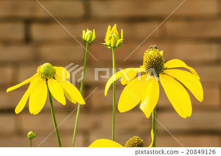 Yellow Coneflower Yellow Coneflower 20849126