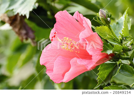 Hibiscus Hibiscus 20849154