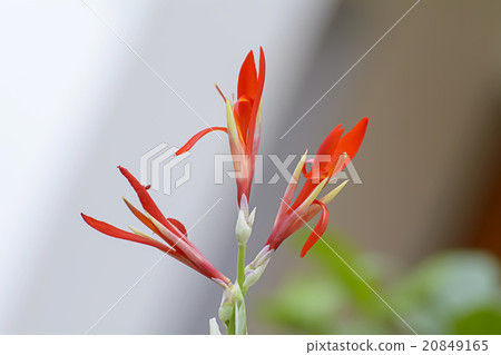 Flowers 20849165