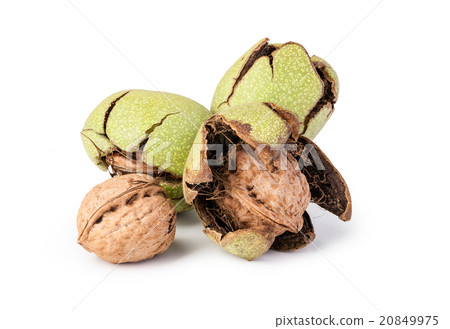 walnuts walnuts 20849975