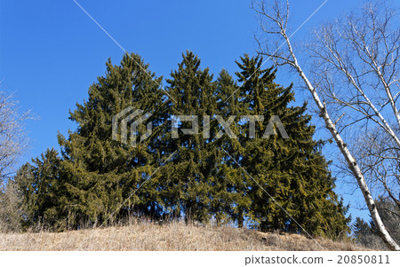 Spruce  Tree In autumn 20850811