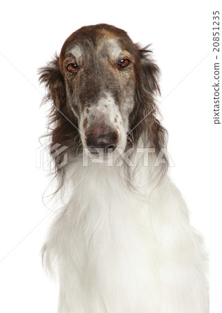 Russian borzoi dog isolated on white Russian borzoi dog isolated on white 20851235