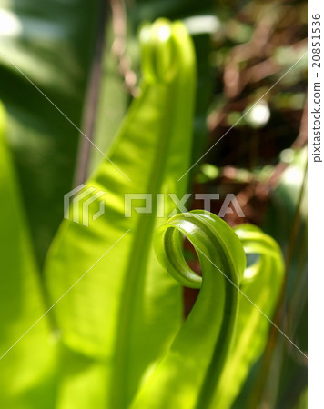large bird's nest fern leaves summer time outdoor large bird's nest fern leaves summer time outdoor 20851536