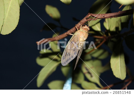 A newly emerging cicada 20851548