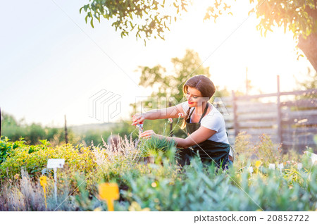 Young gardener cutting little flower plant, green Young gardener cutting little flower plant, green 20852722