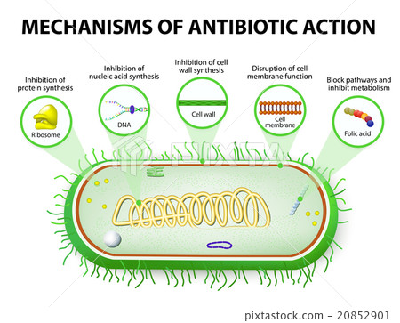 Mechanisms of Action of Antimicrobials Mechanisms of Action of Antimicrobials 20852901