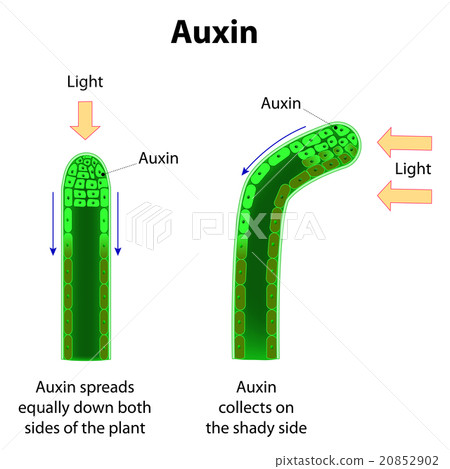 Auxins Auxins 20852902