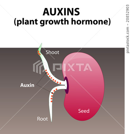 Auxins. plant hormone Auxins. plant hormone 20852903