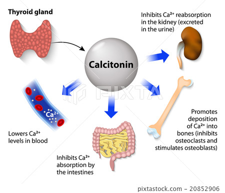 Calcitonin or thyrocalcitonin 20852906
