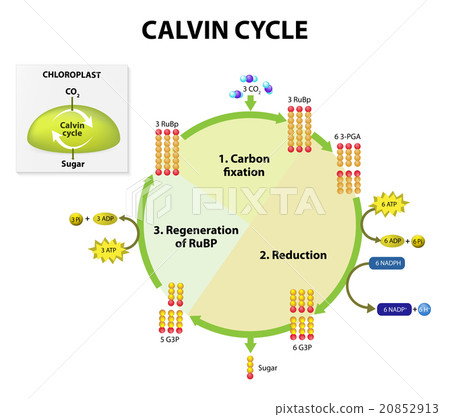 Photosynthesis Photosynthesis 20852913